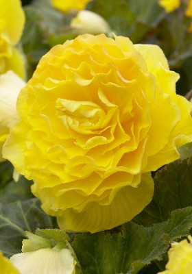 Бегония махровая Желтая (1шт) 2733