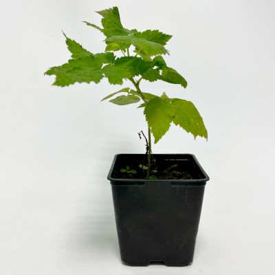 Малина Каскад Делайт