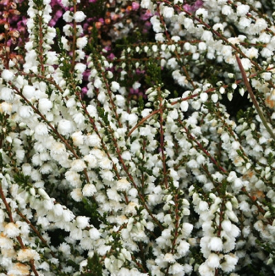 Вереск Кинлочруел 7348