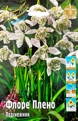 Подснежник Флоре Плено (5)