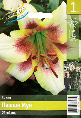 Лилия Пашшн Мун ОТ гибрид