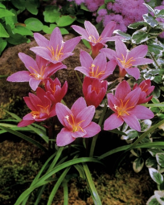 Зефирантес Мощный (Робустус) (10шт)