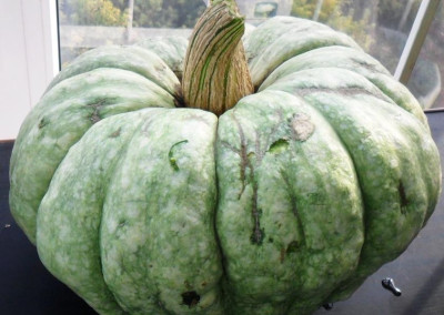 Тыква Зимняя сладкая 10шт