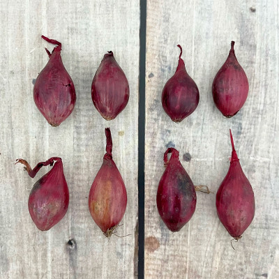 Лук севок КАРМЕН (2)