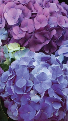 Гортензия Л.А. Дримин (С1,5)