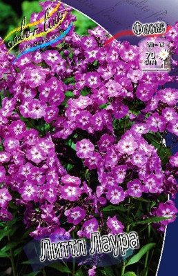 Флокс Литтл Лаура (1шт) 4263