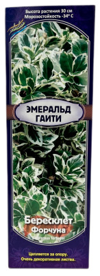 Бересклет Эмеральд Гаити