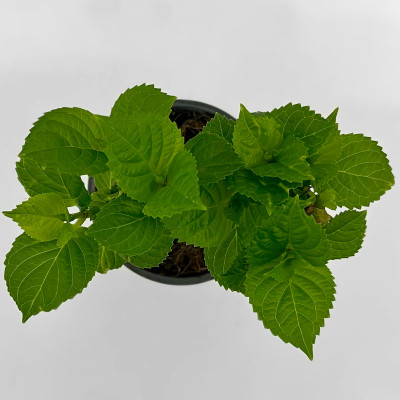 Гортензия ХАЙ ВУЛКАНО (2)