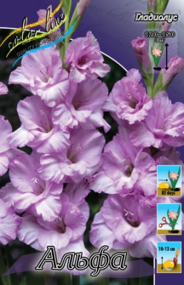 Гладиолус Альфа (1шт) 3452 Гладиолус Альфа (1шт) 3452