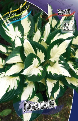 Хоста Лоялист (1шт) 3022