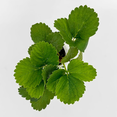 Клубника ФРАНЧЕСКА рассада (2)