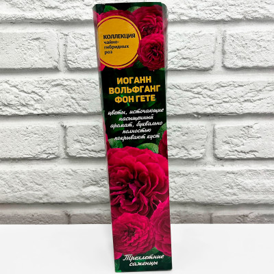 Роза чайно-гибридная ИОГАНН ВОЛЬФГАНГ ФОН ГЕТЕ