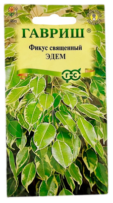 Фикус священный ЭДЕМ ГАВРИШ
