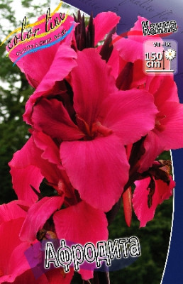 Канна Афродита (1шт) 6940