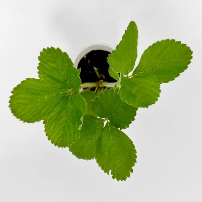 Клубника КЕНТ (2)