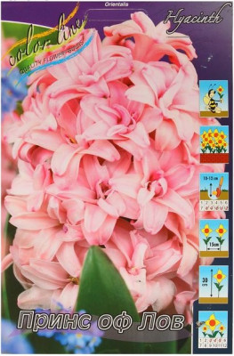 Гиацинт Принс оф Лов (1шт) 2354