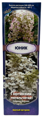 Гортензия метельчатая Юник (С1)
