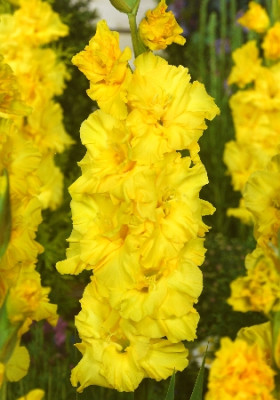 Гладиолус Владимир (1шт) 5687