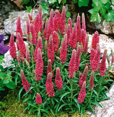 Вероника Хайдекинд (в упаковке 1шт)