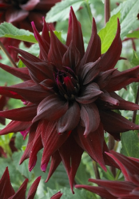 Георгин Бригитта Алида (1шт)