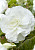 Бегония махровая Белая (1шт) 921