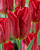 Тюльпан Стронг Файр (1шт) 6215