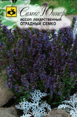 Иссоп Отрадный Семко