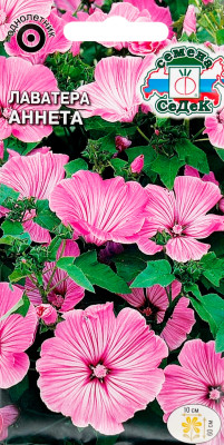 Лаватера Аннета (трехмесячная)