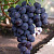 Виноград Рошфор