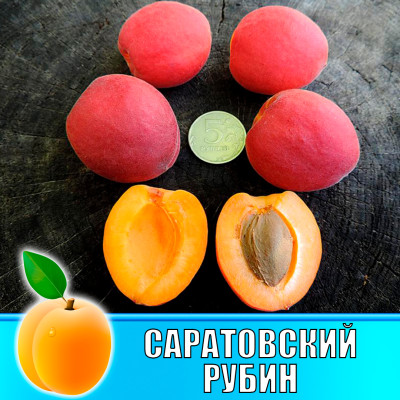 Абрикос Саратовский Рубин