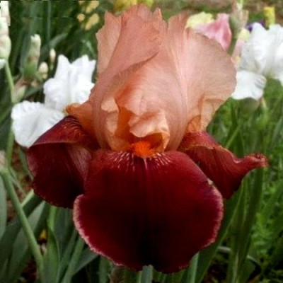 Ирис Германский Цимаррон Стрип (1шт) 6321