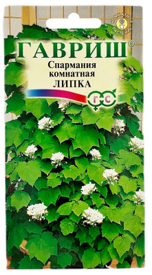 Спармания комнатная ЛИПКА ГАВРИШ