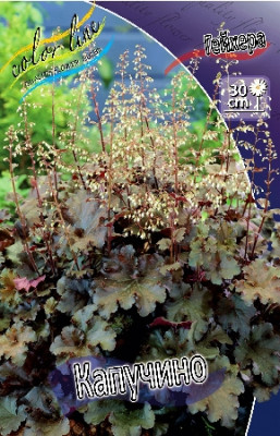 Гейхера Капуччино (1шт) 106