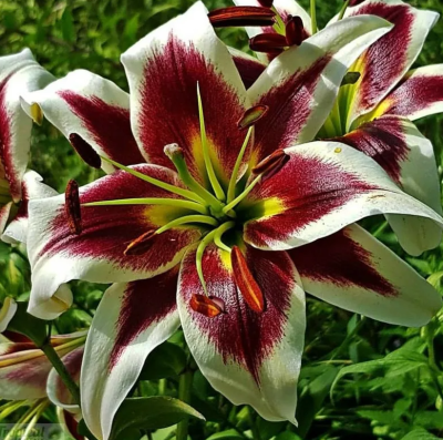 Лилия Беверли Дрим (1шт)