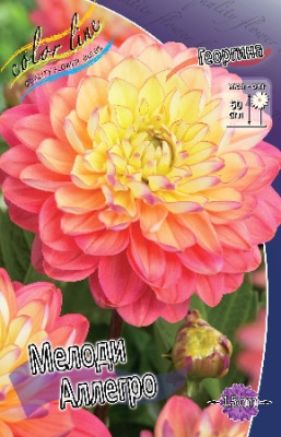 Георгин Мелоди Аллегро 1шт