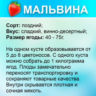 Земляника (Клубника) Мальвина в стаканчике