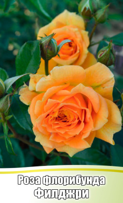Роза Филджри флорибунда