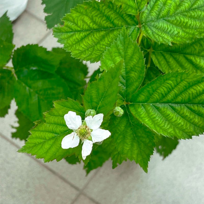 Ежевика Трипл Краун Тройная Корона (3)