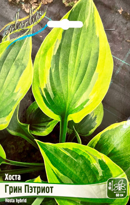 Хоста Грин Пэтриот (1шт)