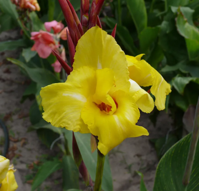 Канна Стрипед Бьюти 1шт