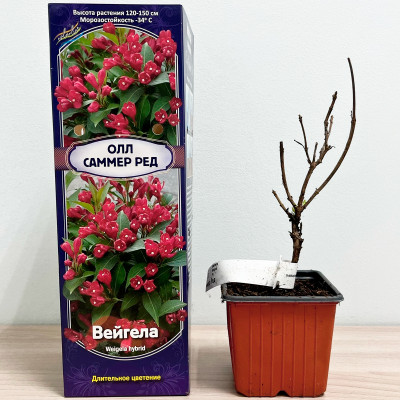 Вейгела ОЛЛ САММЕР РЕД (2)