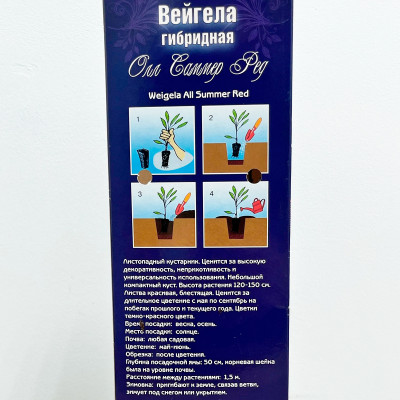 Вейгела ОЛЛ САММЕР РЕД описание