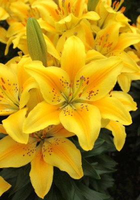 Лилия Дриминг Джой (1шт) 7192