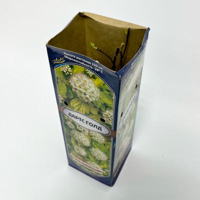 Пузыреплодник Дартс Голд