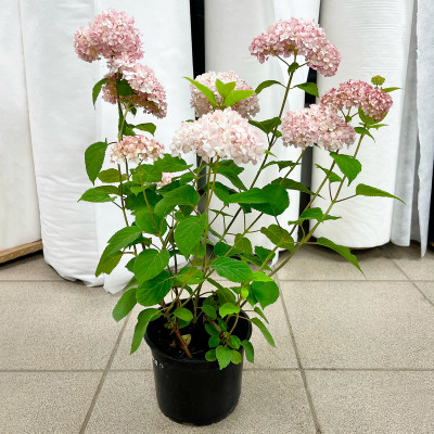 Гортензия древовидная Кандибелле Минибелл