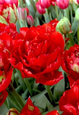 Тюльпан Ред Шато (1шт) 3302 Тюльпан Ред Шато (1шт) 3302