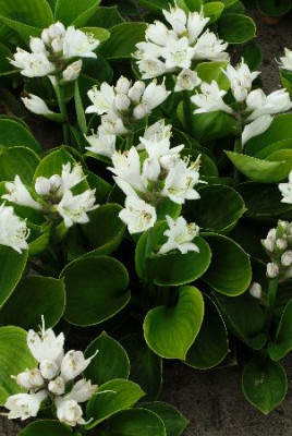 Хоста Монстр Иэрс (1шт)