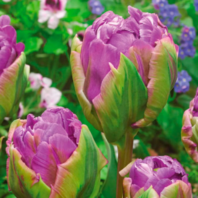 Тюльпан Блю Берри (1шт)