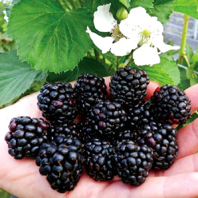 Ежевика кустистая Реубен 5667