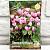 Цикламен ПЛЮЩЕЛИСТНЫЙ